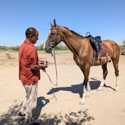 Race Horse - crossed Akhal Teke & Arab in full racing gear but nobody wanted to give it a go
