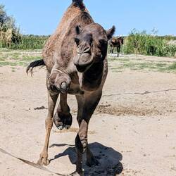 Ah and at last, the demonstration of the camels 😂