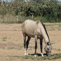 Pure bread Akhal Teke Horse with velvety soft hair