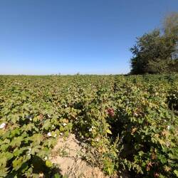 Cotton crop