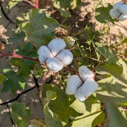 Real cotton wool