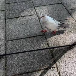 so eine schöne Taube gewesen