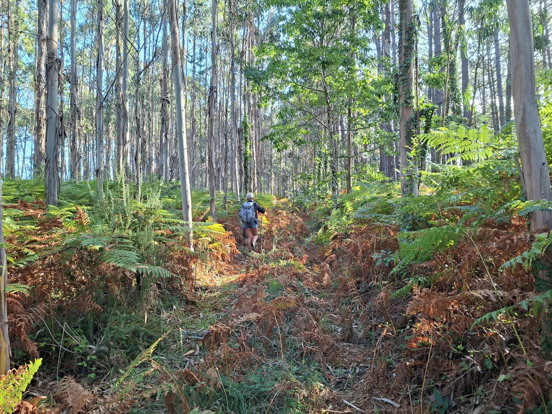 La forêt comme ça, ça va 1 km, mais pas 6 😂