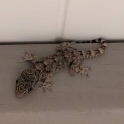 ...Und Mitbewohnern☺️🦎