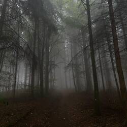 Zeitweise versteht man, warum der Schwarzwald seinen Namen trägt