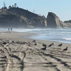 Gulls and people on the beach