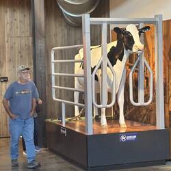 Thay have big cows