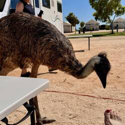 Ein ziemlich frecher Emu läuft durchs Camp, verwechselt meine Füße mit etwas Essbarem, zack gepickt