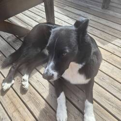 Lupa Doppelgängerin: Luna