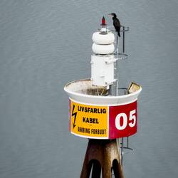 Cormorant on one of the buoys of the approach channel.
