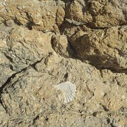 Die Felsen sind gespickt mit Muschelresten.