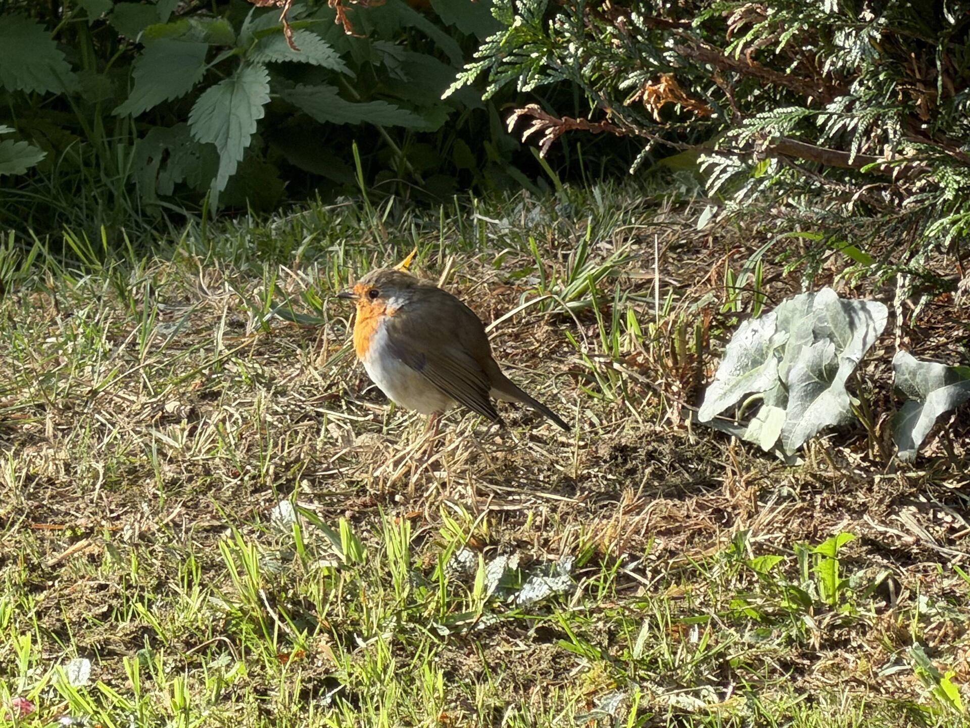 Robin das Rotkelchen