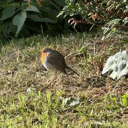 Robin das Rotkelchen