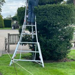 Pruning - love the 3 legged ladder.