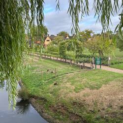 Gardens at Hever showing some signs of the recent drought.