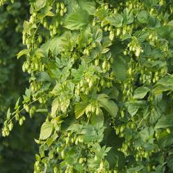Der Hopfen steht in voller Blüte