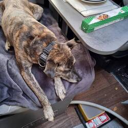 Hundi runtergefahren.