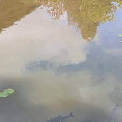 Große Fische im knietiefen Wasser...