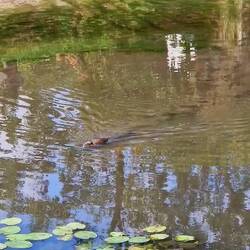 Wir haben das Tier als Nutria bestimmt?