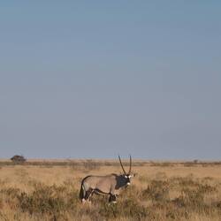 Oryx