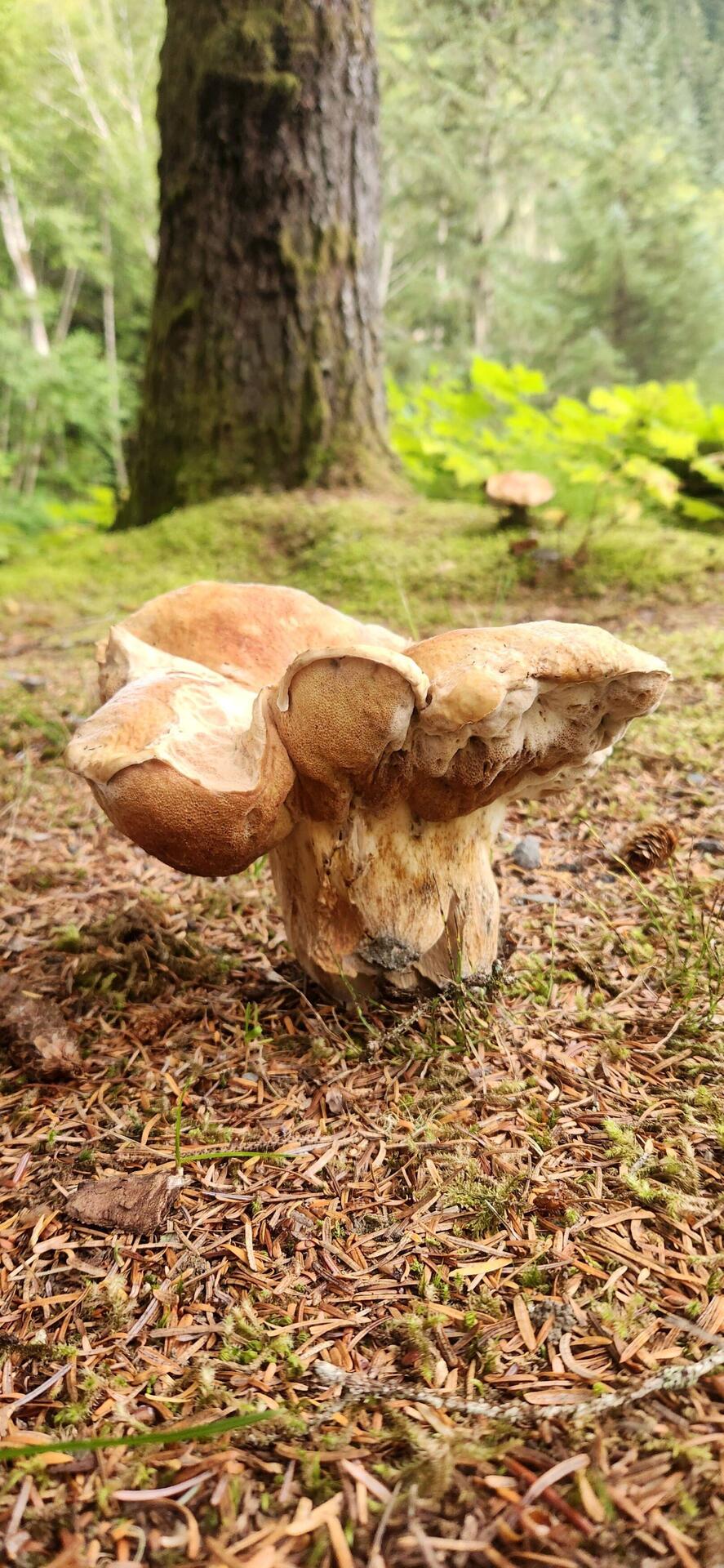 bolete mushroom