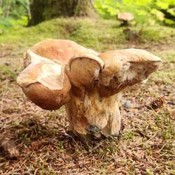 bolete mushroom