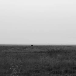 Ein Oryx in der Ferne