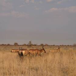Impalas