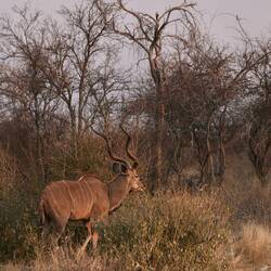 Kudu