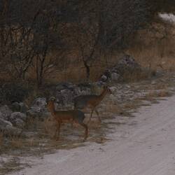Damara Dik-Dik