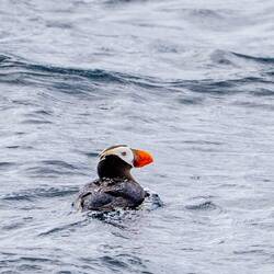 Puffins!