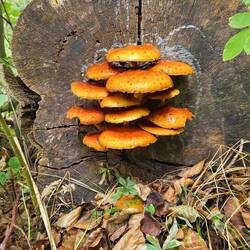 Herbstfarben