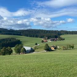Wo sind die Kühe???