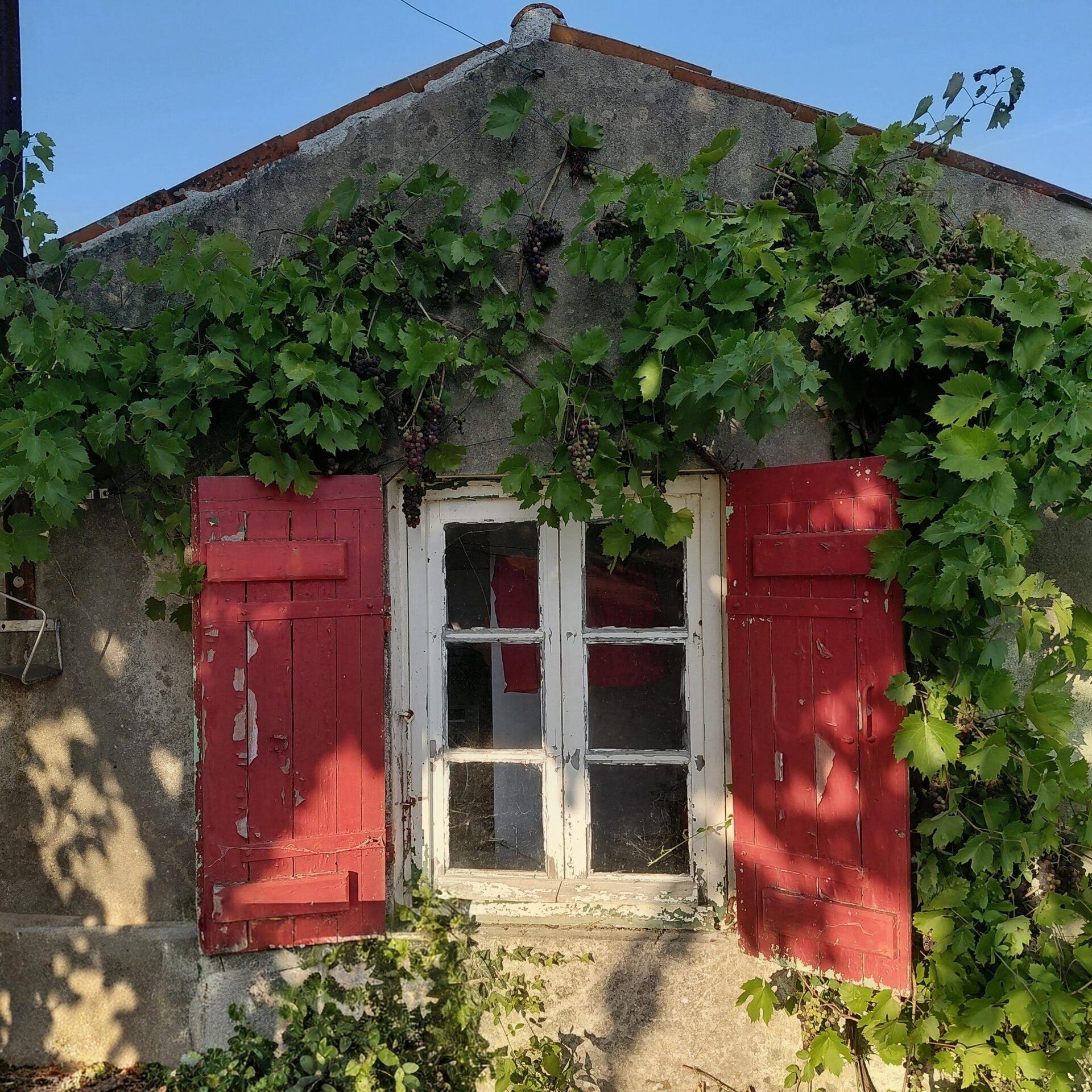 Look closely and you will see the bunches of grapes around the laundry window