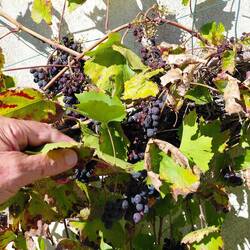 The grapepicker on the job