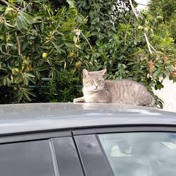 Someone likes our battleship grey Peugeot
