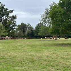 Cows at Highgrove