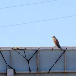 Turmfalke