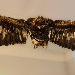 Taxidermied Golden Eagle