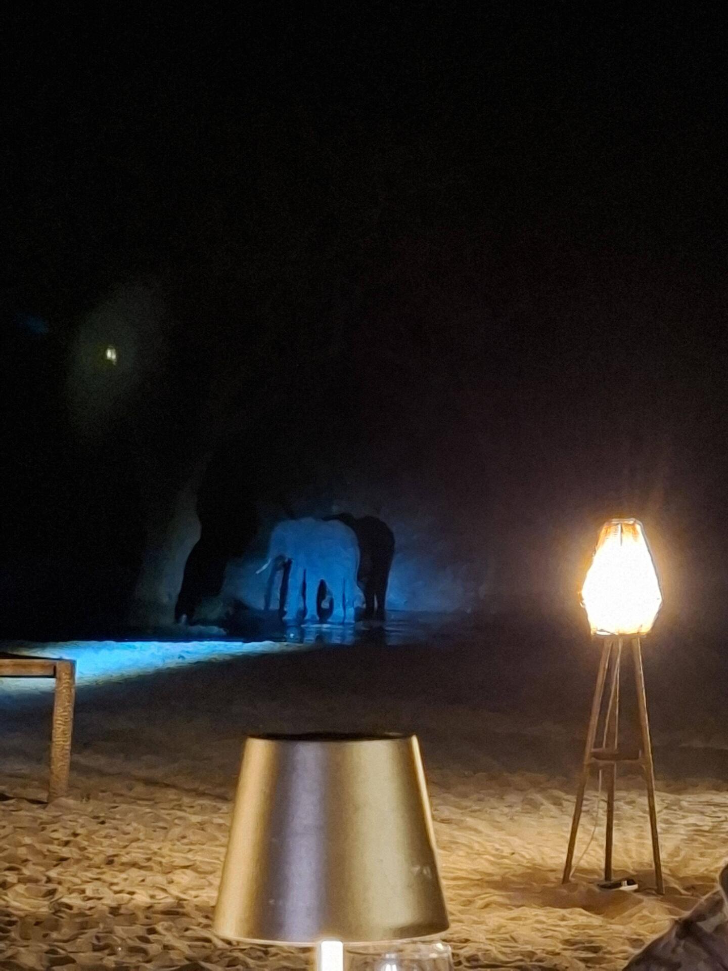 Er wollte auch an unserem Abendessen teilnehmen 🐘