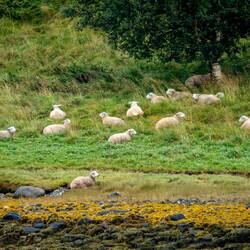 Sheep ... can't have a rural landscape without them.