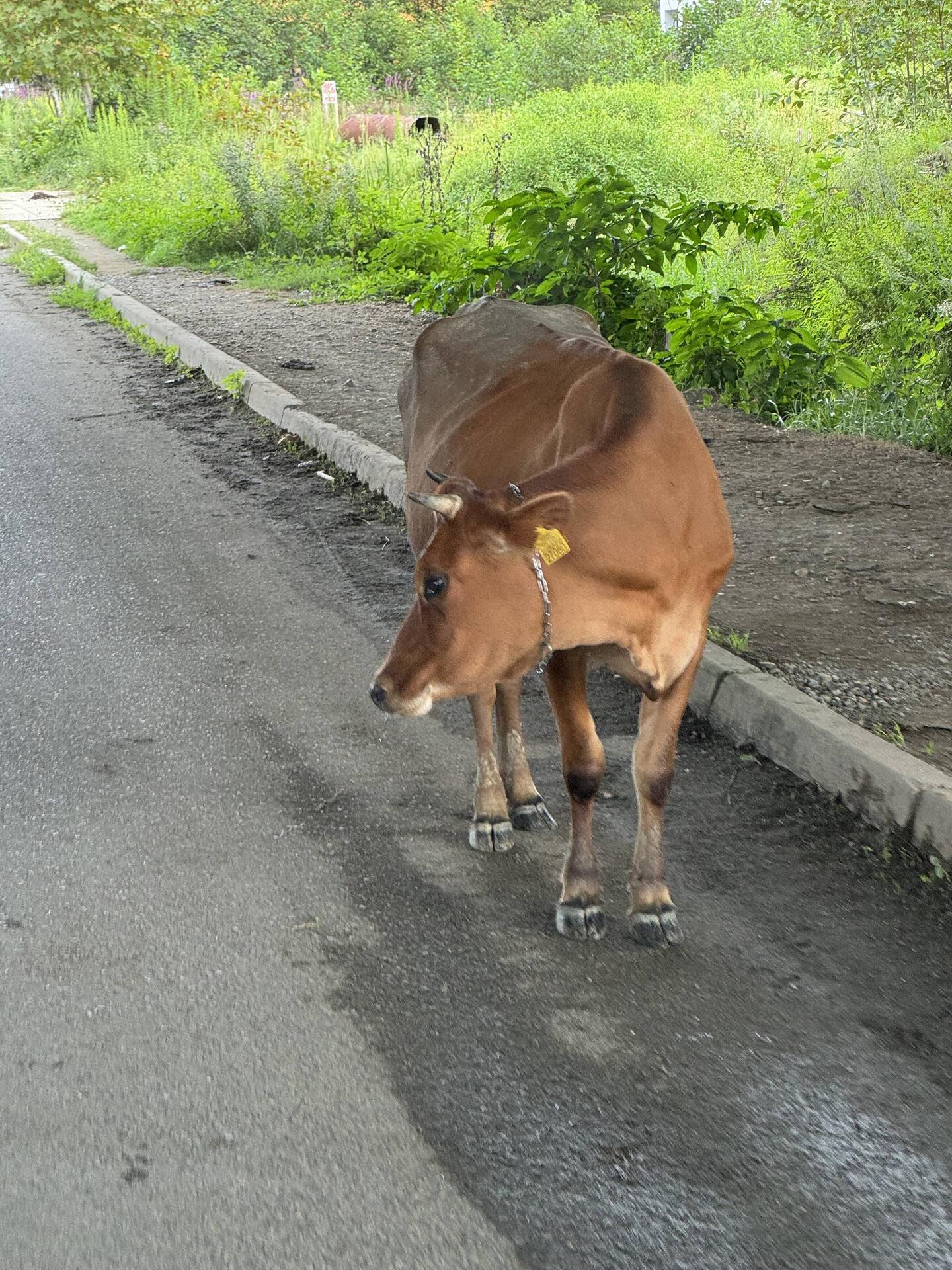 Am Straßenrand und auf der Straße alle möglichen Tiere, vorwiegend Kühe