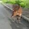 Am Straßenrand und auf der Straße alle möglichen Tiere, vorwiegend Kühe