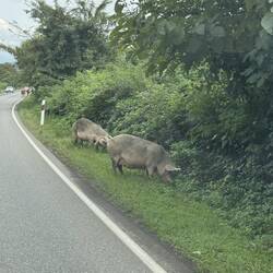 Schweine waren auch vertreten
