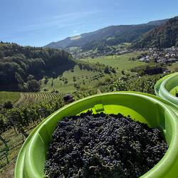 Mit exzellenten Weinen, deren Trauben an den sonnendurchfluteten Hängen reifen.