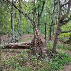 Kaum liegt Marmagen hinter mir, bin ich schon im Wald verschwunden.