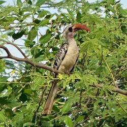 Der Hornbill 🙃