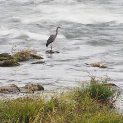 Great Blue Heron fishing the river down stream from the Pengra Bridge