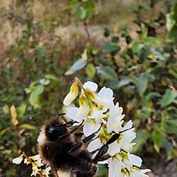 Giant bumble