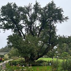 Maybe the largest and oldest cherry tree anywhere, planted in 1840's